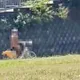 新北怪阿北全裸騎Ubike　涉公然猥褻警將傳辦