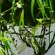 竹北1歲半女嬰觀看生態池跌落溺斃　縣府禁新收托幼兒