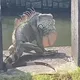 震撼畫面曝！台南路邊驚見「巨大綠鬣蜥」　快變成恐龍