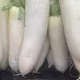 「平民人參」白蘿蔔含硫化物可防癌！脾胃虛弱者需慎食