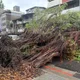 疑不堪連日降雨！北市大同昌吉街路樹倒塌　1車遭砸畫面曝