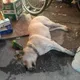 毒餌害命！台中石岡5狗慘死　毛孩拖命見主人最後一面