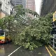 影/暴雨狂炸新竹市區巨樹倒塌　砸中巴士幸無人傷