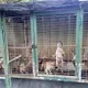 苗栗公館犬舍9成毛孩遭剪聲帶　無良獸醫遭重罰7.5萬元