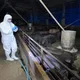 台中爆發非洲豬瘟！台中地檢署主動分案偵辦中