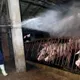 台中豬場爆非洲豬瘟！　豬農兒：沒想害台灣產業
