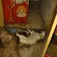 毛孩煉獄現場曝！租客落跑「3貓1狗」遭餓死　屍水滲滿地