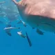 影/鯊魚胃長這樣?陸男潛水相機被吞後吐出 意外拍下「胃鏡片」