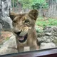 不捨!壽山動物園非洲獅「大姊」癌逝 享年20多歲