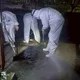 非洲豬瘟案場又驗出病毒陽性 緊急清消畫面曝光!