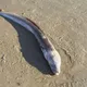 有如電影中傳說生物！英海灘驚現巨大海鰻　民眾看傻眼
