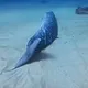 罕見畫面曝光！小琉球驚現神秘喙鯨　不打撈原因超暖心