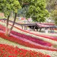台版富良野2/11登場！16萬盆花卉繪大冠鷲