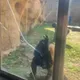 影/疑遊客挑釁　美動物園倭黑猩猩抓狂敲碎玻璃