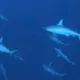 影/墾丁海域11隻雙髻鯊成群悠游　潛水客：比國外還震撼