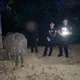 影/苗栗頭份牛隻夜奔還逆向！警急護送安置　飼主恐罰600元