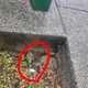 被控設局放藥黑蔣萬安？　林亮君反擊：那是環保局拍的