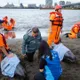 影/淡江大橋下4虎鯨寶寶沙灘擱淺　海巡急通報救援