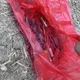 高雄芭樂園躺焦屍！婦人疑放沖天炮趕猴誤燃竹林遭燒死