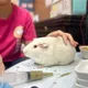 愛鼠協會稱台灣人過度醜化仇恨老鼠！網：之後會不會有「愛蟑協會」