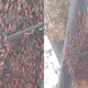 密集恐懼症注意！蘆洲街道見紅蟲大軍　農業局：對人無害