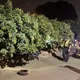 影/高雄玉荷包迎採收季！未成熟小偷頻光顧　警推「護荔專案」