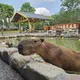 宜蘭知名動物農場被爆「沒給5星評價不讓走」！業者致歉喊誤會
