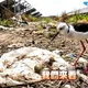影/七股光電生態浩劫！直擊　高蹺鴴求救主播護幼鳥