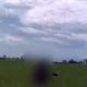 影/宜蘭失聯女移工偷哈密瓜逃竄！躲稻田、爬屋頂仍落網