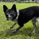 影/懸賞50萬！飼主急尋「陳美琪」　陪伴12年米克斯失蹤