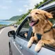 獨/新北寵物友善旅館罵愛犬是豬！他氣憤PO網　業者辯「語氣激烈」