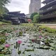 北市初夏秘境探幽！北投公園蓮荷相映　走進「莫內的畫」