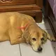 「陳美琪」後又有新懸賞！　台南飼主20萬找愛犬「阿妹」