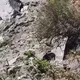 黑熊頻現蹤！母子熊追趕登山客　玉管處提醒多注意