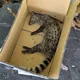 花蓮保育類麝香貓疑遭流浪犬攻擊亡　檢體送驗查狂犬病