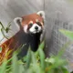 影/上海萌客到！2隻「瀕危小貓熊」今晨平安抵台