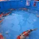 一尾魚值一棟房?廣東精品錦鯉拍出「1870萬天價」創新高