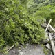 豪雨引發坍方！高雄茂林羅木斯步道2名溯溪遊客受困