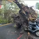 影/大雨釀災？台中力行國小旁路樹連根拔起扯電線　砸毀3車