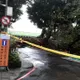 北市中正區路邊巨樹倒塌　車輛遭砸中幸無人傷