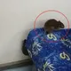 夜晚區間車驚現肥老鼠搭便車　台鐵：全面消毒！