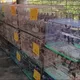 宗教團體放生近2000隻鳥　新北動保處重罰15萬