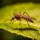 高雄民生醫院登革熱群聚已6例！疾管署曝：感染源與越南境外移入相同