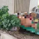 高雄大寮驚見《進擊的巨人》真實版！台88橋下脫光光