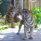 壽山動物園過端午！孟加拉虎狂撕巨粽　長鼻浣熊偏愛芒果冰