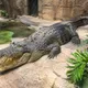 英男童逛動物園竟遭人「丟下鱷魚池」重傷　警列謀殺逮30歲男