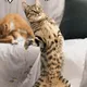 飼主快申請！北市家犬貓絕育補助「最高2000元」