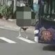 前妻為兒子參選拉票竟慘死公車輪下！周勝考悲慟自責