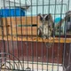 臉書炫耀捕捉野生動物！保七拂曉出擊救出稀有領角鴞