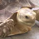 阿嬤回來了！彰化嬤頭七「烏龜爬入」　子孫連獲2聖杯淚崩